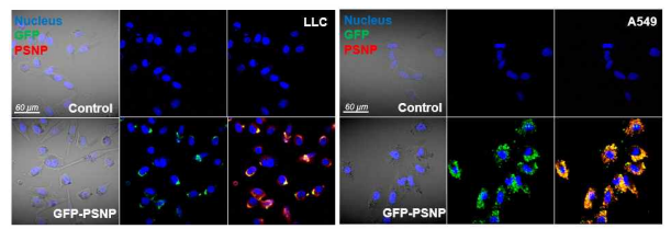 GFP-PSNP를 처리한 LLC, A549 세포의 공초점 현미경 사진