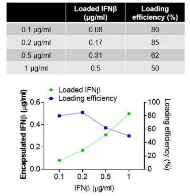 1 mg 폐계면활성제입자 내 탑재된 IFNβ의 농도 및 탑재율
