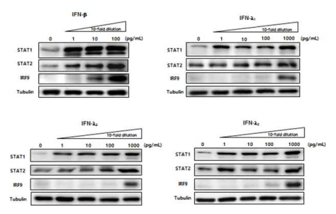 Type I 및 Type III 인터페론의 ISGF3 구성 단백질 발현유도 활성 비교