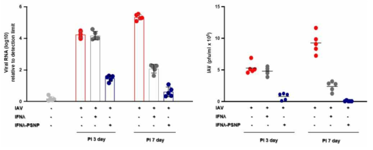 바이러스 감염 마우스 모델 IFNL 흡입 전달 후 폐 내 viral RNA 및 IAV 양