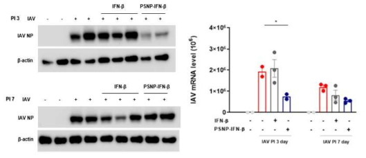 바이러스가 감염된 마우스 모델의 IFNβ 흡입 전달 후 IAV NP 및 mRNA