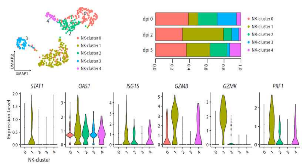 SARS-CoV-2 감염 동물 모델에서 인터페론 유도성 유전자 증가 및 관련 면역 세포 (NK cell)