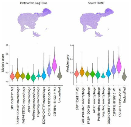 SARS-CoV-2 감염 동물 모델에서 인터페론 유도성 유전자 증가 및 macrophage differentiation간의 상관 관계