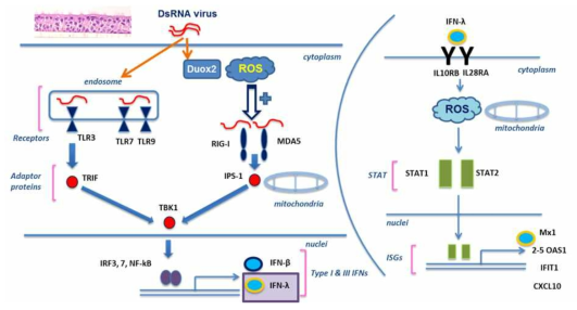 dsRNA virus 인식 후의 호흡기 상피 세포에서의 Type I 과 Type III 인터페론 분비 기전에 대한 연구책임자의 기존 연구 결과 정리 그림