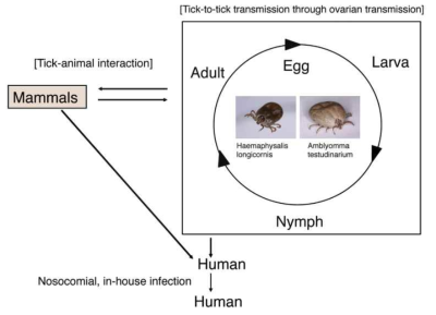 Life cycle of SFTSV in nature and the route of SFTSV transmission to human [J Infect Chemother. 2018 Oct;24(10):773-781]