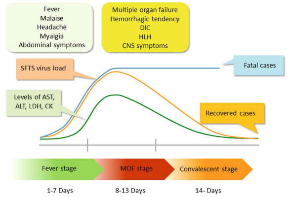 SFTS 단계별 증상 [Yasukawa M., Azuma T. (2019) Clinical Aspects of SFTS]