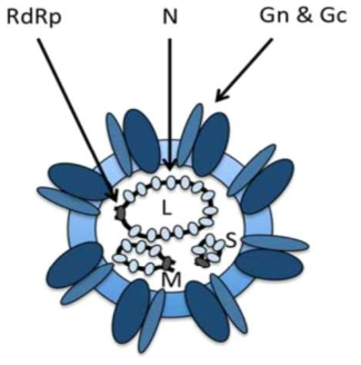 SFTS virus의 구조 [Viruses. 2013 Oct 4;5(10):2447-68]