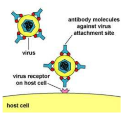 Neutralization of viruses [https://bio.libretexts.org/Bookshelves/Microbiology/Book%3A_Microbiology_(Kaiser)/Unit_6%3A_Adaptive_Immunity/13%3A_Humoral_Immunity/13.2%3A_ Ways_That_Antibodies_Help_to_Defend_the_Body/13.2E%3A_Neutralization_of_Viruses]