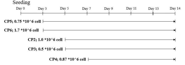 Seeding cell 수 및 배지구성에 따른 배양 조건 실험