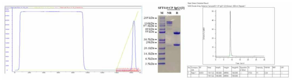 Protein A column을 이용한 정제시 chromatography, PAGE, HPLC (배양액 600 mL)