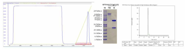 Protein A column을 이용한 정제시 chromatography, PAGE, HPLC (배양액 1.2 L)