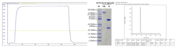 Cation exchange chromatography의 chromatogram, PAGE, HPLC