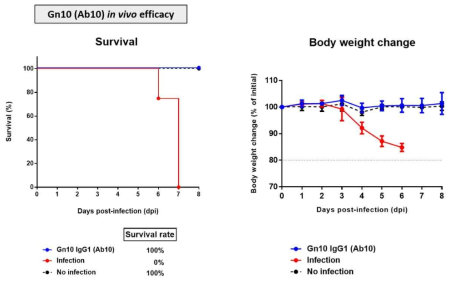 SFTS 바이러스 감염에 따른 Gn10 (Ab10)의 in vivo 효능 (생존율, 몸무게 변화 곡선)