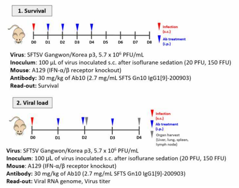 Gn10 (Ab10) 항체의 SFTS 바이러스 감염에 대한 in vivo 유효성 평가를 위한 실험