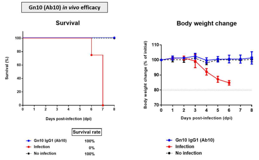 SFTS 바이러스 감염에 대한 Gn10 (Ab10)의 in vivo 효능 (생존율, 몸무게 변화 곡선)