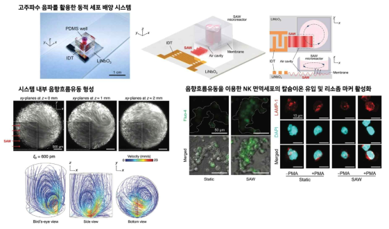 고주파수 음파 활용 미세유체 기반 동적세포배양 플랫폼 개발과 NK면역세포로의 칼슘 이온 유입과 활성화 기전 확인