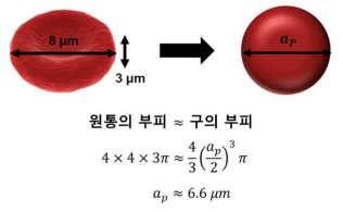 적혈구 형상의 단순화 및 적혈구 크기 계산