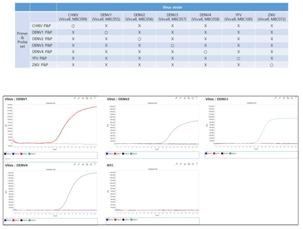 Dengue virus serotype 교차반응 결과, Dengue virus 특이적인 프라이머 및 프로브 세트를 사용해 교차반응 확인. P&P 상호간 교차반응 없음 확인