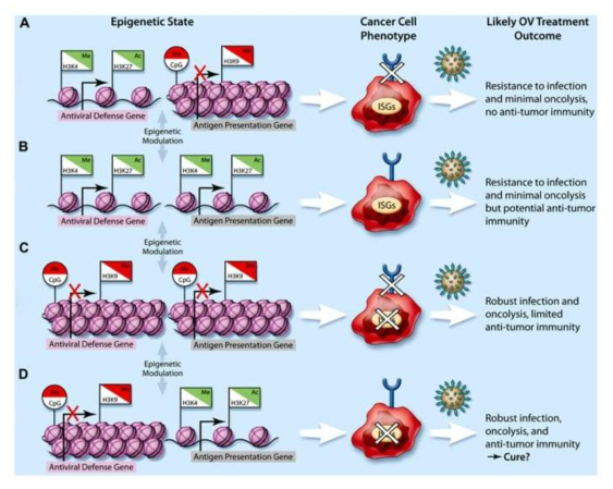 Relationship between epigenetics and immunity (Frontiers in genetics, 2013)