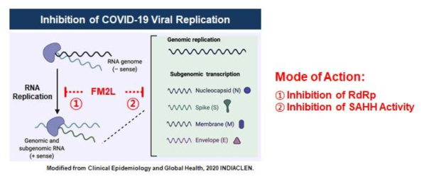 COVID-19 치료제로 당사 후보물질의 항바이러스 작용기전