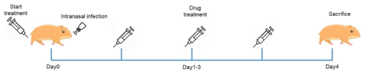 햄스터 모델에서의 효능 평가시험 디자인