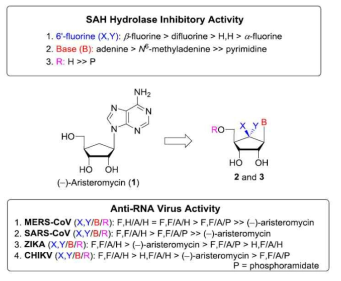 뉴레오사이드 유도체 기반 라이브러리 물질들에 대한 SAR 기반 바이러스 복제 억제 효과 요약
