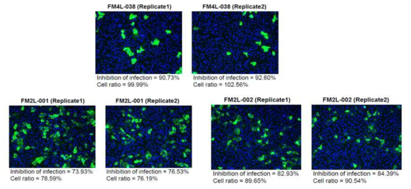 HTS을 이용한 뉴클레오사이드 유도체 라이브러리 물질들에 대한 SARS-CoV-2 Infection 모델(Vero Cell)에서의 바이러스 복제 억제 효능평가 결과 3: 뉴클레오사이드 유도체 라이브러리 물질들에 대한바이러스 감역 억제에 대한 형광 이미지