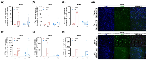 저연령 및 고연령 마우스 모델의 인터페론 신호 전달 인자 발현 확인 및 뇌 면역 세포 활성화 확인