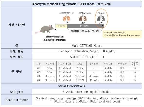 Bleomycin 유도 폐섬유증 마우스 치료모델 시험 디자인