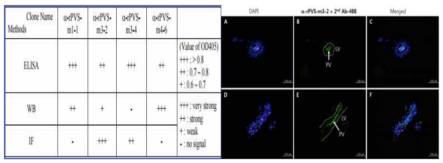 림프관 내 새로운 구조물이 염색되어 있는 모습 관찰(α-rPVS-m3-2 and α-rPVS-m3-4)