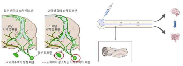 뇌림프계의 노화로 인한 노폐물축적, 면역체계약화, 재생력감퇴 등 병인을 치료하기 위한 새로운 순환계를 활용한 약물의 장-뇌축(Gut-Brain axis)전달 치료법 모식도