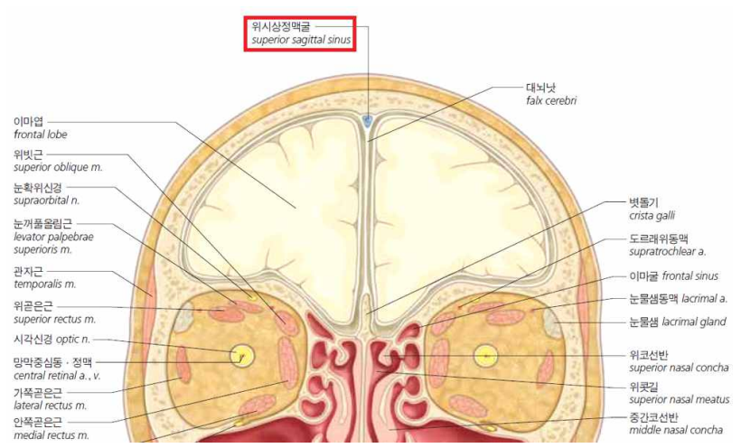 인간의 눈확의 뒤에서 자른 얼굴의 이마절단면의 SSS(Superior Sagittal Sinus)