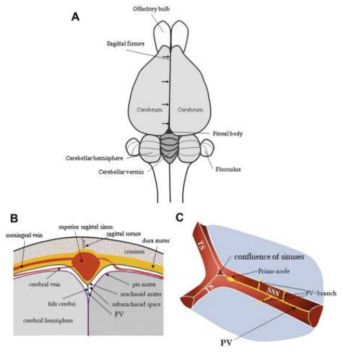 토끼의 SSS(Superior Sagittal Sinus) 아래 프리모순환계(PVS)의 해부학적 위치