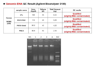 PM처리 세포에서 추출된 DNA의 QC분석