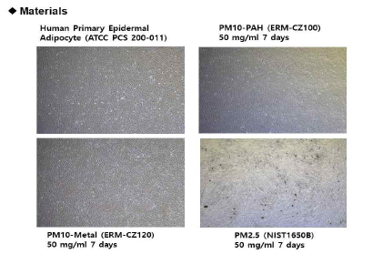 PM처리 전·후 표피멜라닌세포