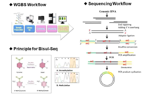 WGBS 분석 과정