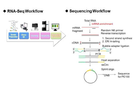 RNA-Seq 분석 과정