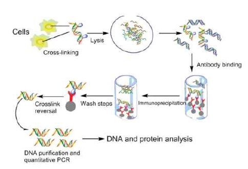 ChIP-seq 과정 workflow