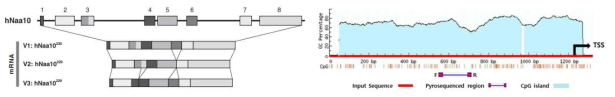 NAA10 유전체와 변이 전사체 구조 및 프로모터 CpG island 지도