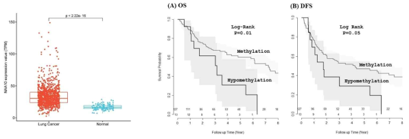 폐암환자의 NAA10 발현 차이와 메틸화 패턴이 환자 생존곡선에 미치는 영향