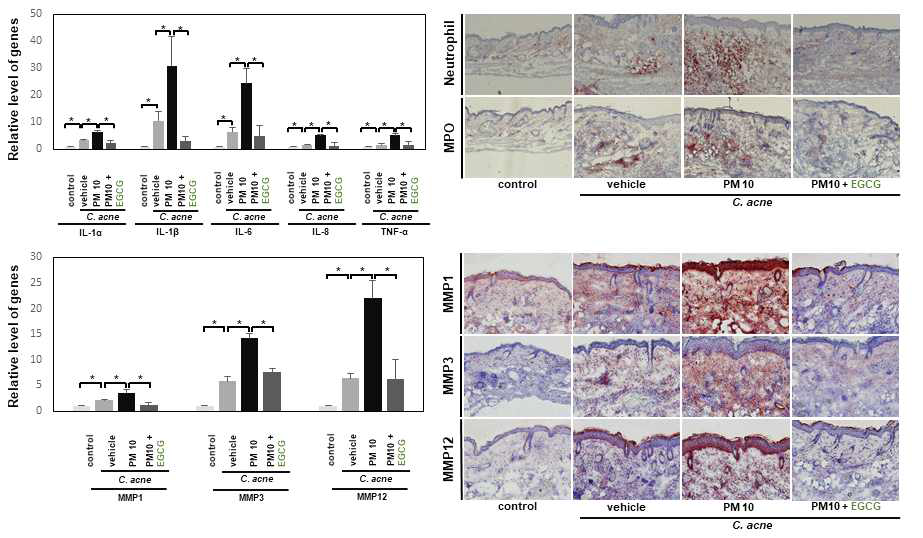 EGCG에 의한 C. acnes에 의해 유도된 여드름 마우스 모델에서 PM10 노출 환경에 서 IL1α, IL-1β, IL-6, IL-8, TNF-α의 유전자 발현 및 MMP1, MMP-3, MMP-12의 유전자 발현 및 단백질 발현의 변화