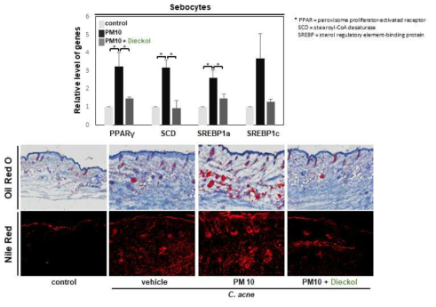 Dieckol에 의한 피지세포에서의 피지 생성과 이와 연관된 인자인 PPAR-γ, SCD, SREBP1a, SREBP1c의 유전자 발현의 변화