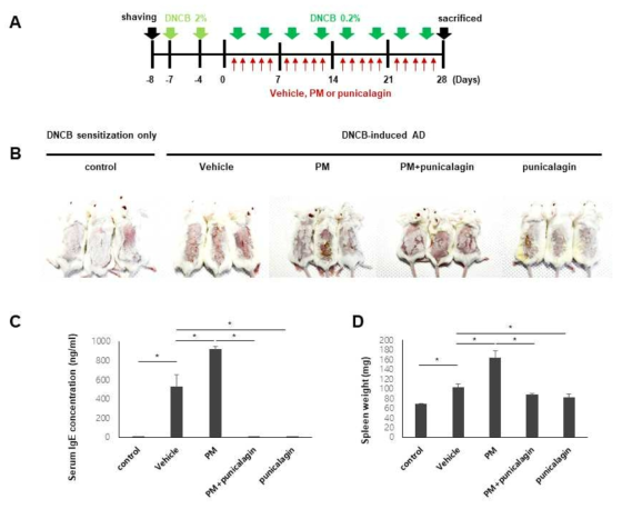 Punicalagin에 의한 DNCB에 의해 유도된 아토피피부염 마우스 모델에서 PM10 노출 환경에서 혈청 IgE와 비장의 무게 변화