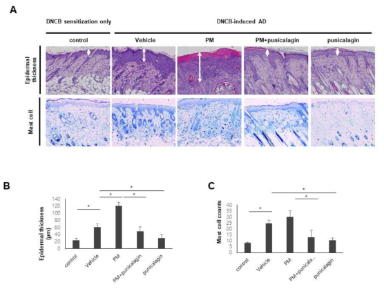 Punicalagin에 의한 DNCB에 의해 유도된 아토피피부염 마우스 모델에서 PM10 노출 환경에서 표피두께, 비만세포의 수의 변화