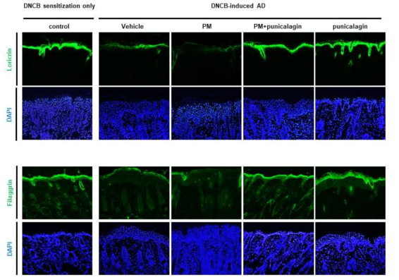 Punicalagin에 의한 DNCB에 의해 유도된 아토피피부염 마우스 모델에서 PM10 노출 환경에서 표피분화 인자인 loricrin, filaggrin의 단백질 발현에 미치는 영향