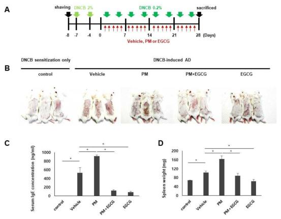 EGCG에 의한 DNCB에 의해 유도된 아토피피부염 마우스 모델에서 PM10 노출 환경에서 혈청 IgE와 비장의 무게 변화