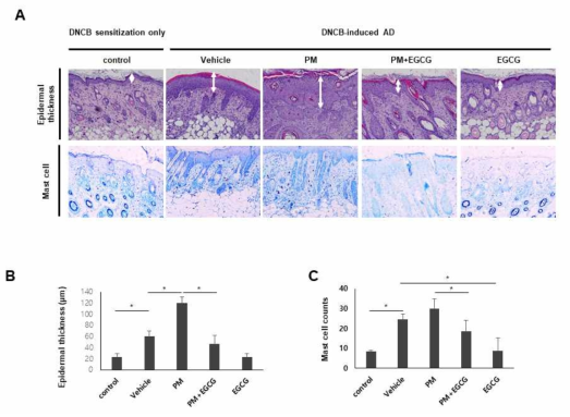 EGCG에 의한 DNCB에 의해 유도된 아토피피부염 마우스 모델에서 PM10 노출 환경에서 표피두께, 비만세의 수의 변화