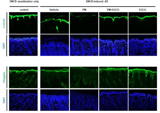 EGCG에 의한 DNCB에 의해 유도된 아토피피부염 마우스 모델에서 PM10 노출 환경에서 표피분화 인자인 loricrin, filaggrin의 단백질 발현에 미치는 영향
