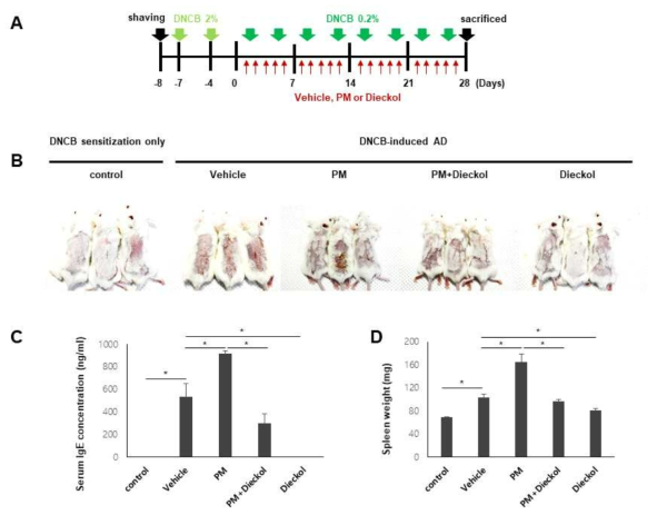 Dieckol에 의한 DNCB에 의해 유도된 아토피피부염 마우스 모델에서 PM10 노출 환경에서 혈청 IgE와 비장의 무게 변화