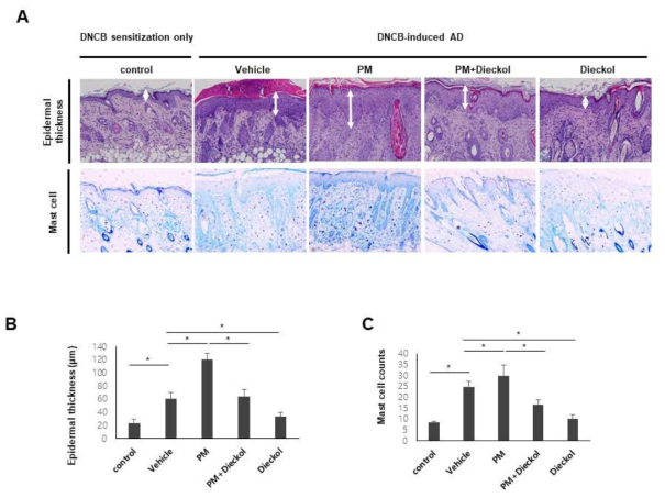 Diekcol에 의한 DNCB에 의해 유도된 아토피피부염 마우스 모델에서 PM10 노출 환경에서 표피두께, 비만세포의 수의 변화